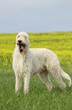 IRISH WOLFHOUND 029
